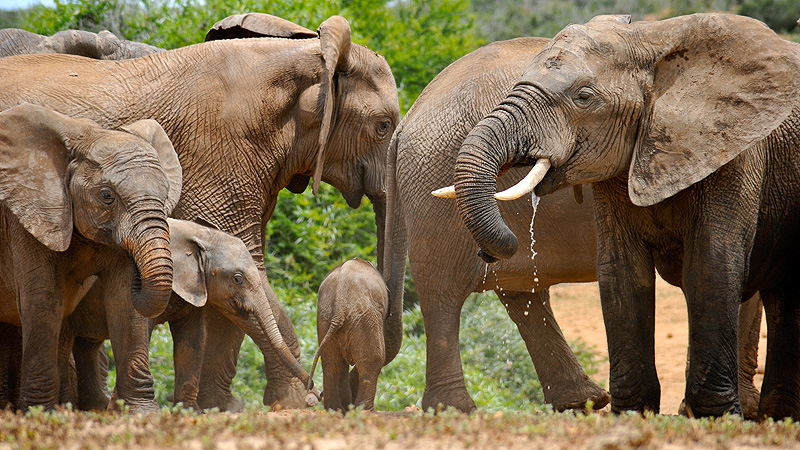 Addo Elephant NP, South Africa