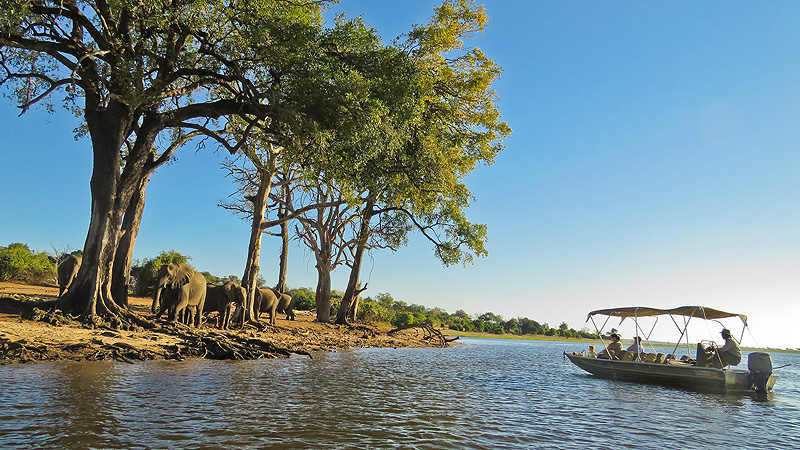 Moremi Gamereservat, Botswana