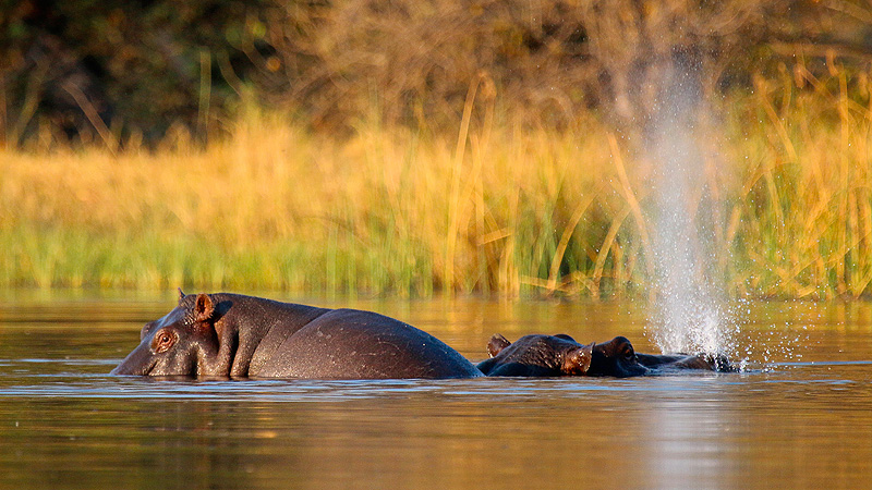 Okavango-Delta, Botswana