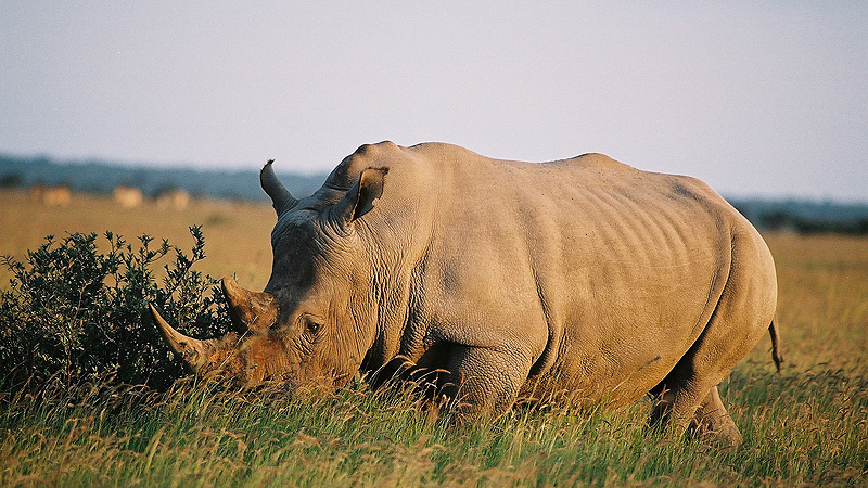 Khama Rhino Sanctuary, Botswana