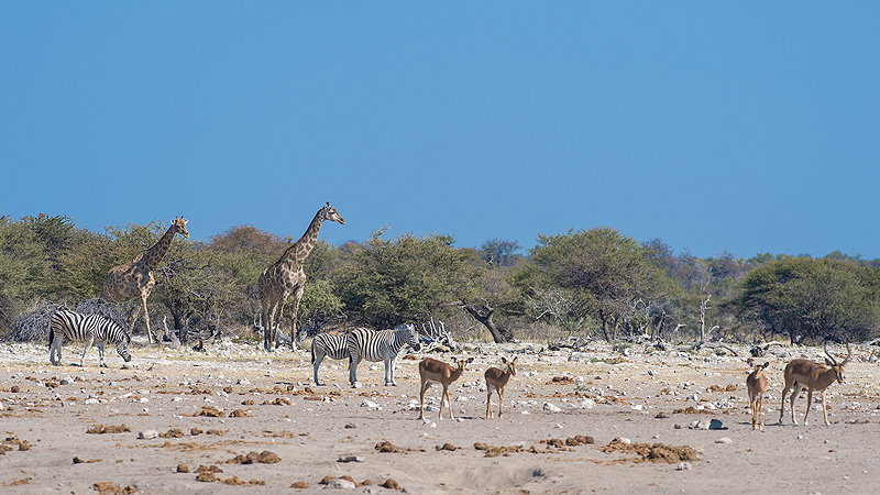 Etosha NP, Namibia