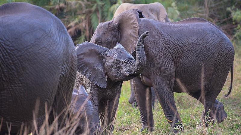 Addo Elephant NP, Südafrika