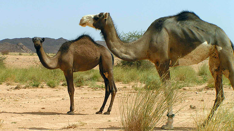 Algerien