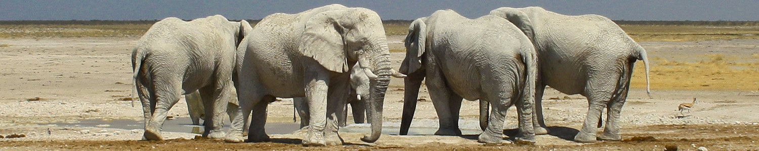 Elefants Etoscha NP Namibia