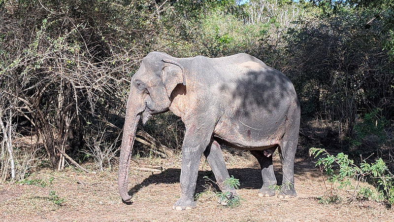 Sri Lanka