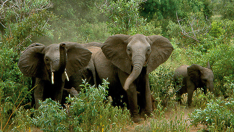 Elefanten, Tanzania