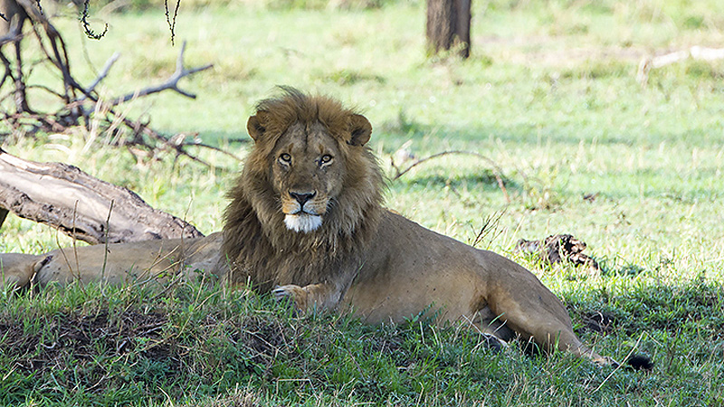 Loewe, Safari Tour, Tanzania
