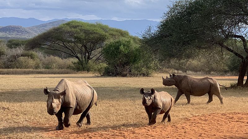 Unterwegs im Manyara NP, Tanzania
