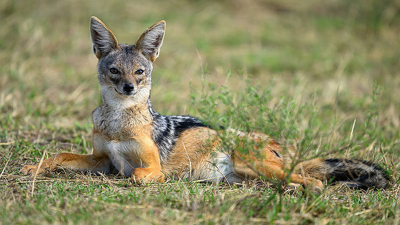 Serengeti, Tanzania