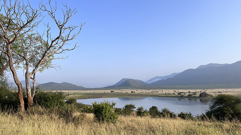 Löwen im Tarangire NP, Tanzania Löwen im Tarangire NP, Tanzania