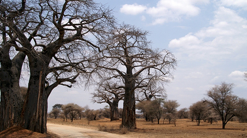 Baobabs-Baeume, Ruaha NP, Tanzania