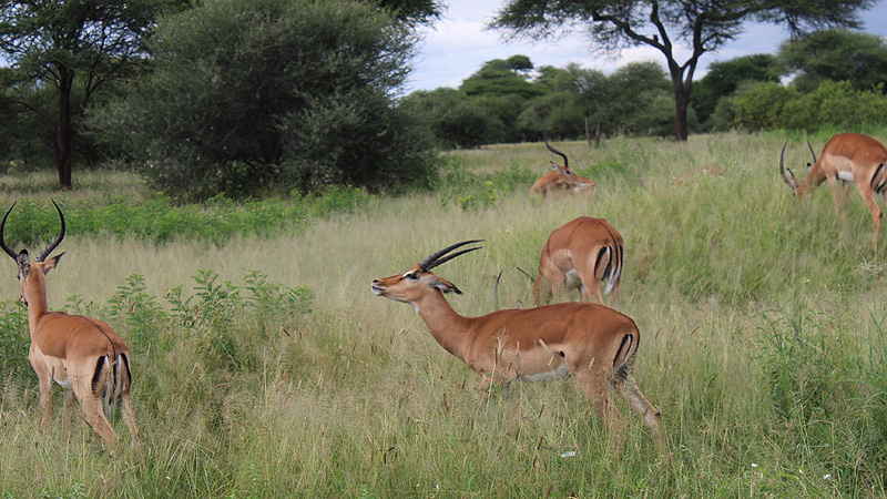 Antilopen im Manyara NP, Tanzania
