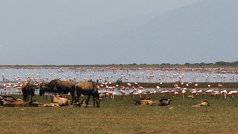 Tanzania, Manyara Nationalpark