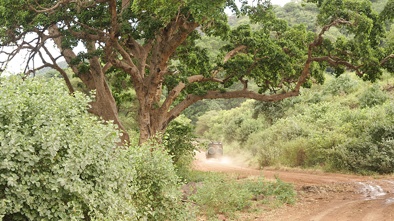 Unterwegs im Manyara NP, Tanzania