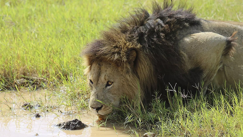Tanzania, trinkender Löwe in der Serengeti
